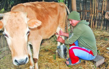 नौ वर्षदेखि दूध दिँदै गाई
