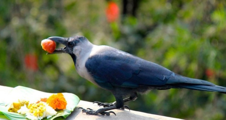 कागलाई मीठा परिकार